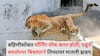 Pune Leopard Attack: बहिणीसोबत मॉर्निंग वॉक करत होती; दबून बसलेल्या बिबट्याने तिच्यावर घातली झडप, दहा वर्षीय चिमुरडी जखमी, जुन्नरमध्ये पुन्हा दहशत