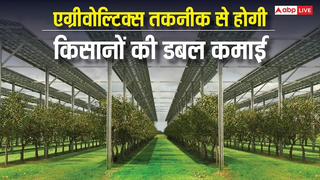 खेतों से ही बना सकते हैं बिजली और फसल भी करेगी मालामाल, एग्रीवोल्टिक्स से बरसेगा पैसा खेतों से ही बना सकते हैं बिजली और फसल भी करेगी मालामाल, एग्रीवोल्टिक्स से बरसेगा पैसा