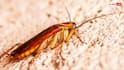 Cockroach Survival: डायनासोर मर गए, लेकिन आज भी जिंदा हैं कॉकरोच! जानें कितना जिद्दी होता है यह जीव?