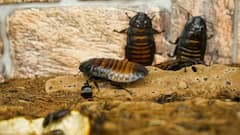 Cockroach Is Back: 200 दिन की जिंदगी में 400 बच्चे पैदा करता है एक कॉकरोच, जानें क्यों कहलाता है 'अमर जीव'?
