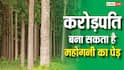 पेड़ों की खेती से करोड़ों का खेल! महोगनी फार्मिंग क्यों कहलाती है Green Gold?