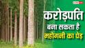 पेड़ों की खेती से करोड़ों का खेल! महोगनी फार्मिंग क्यों कहलाती है Green Gold?