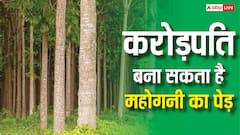 पेड़ों की खेती से करोड़ों का खेल! महोगनी फार्मिंग क्यों कहलाती है Green Gold?