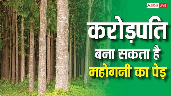 पेड़ों की खेती से करोड़ों का खेल! महोगनी फार्मिंग क्यों कहलाती है Green Gold? पेड़ों की खेती से करोड़ों का खेल! महोगनी फार्मिंग क्यों कहलाती है Green Gold?