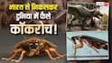 Explained: 35 करोड़ साल पहले भारत के दलदल से निकले कॉकरोच! मल से साथियों को भेजते सिग्नल, इंसानों से कैसे शुरू हुई दुश्मनी?