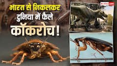 35 करोड़ साल पहले भारत से निकले कॉकरोच! मल से भेजते सिग्नल, इंसानों से कैसे शुरू हुई दुश्मनी?