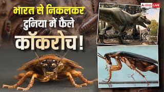 Explained: 35 करोड़ साल पहले भारत के दलदल से निकले कॉकरोच! मल से साथियों को भेजते सिग्नल, इंसानों से कैसे शुरू हुई दुश्मनी?