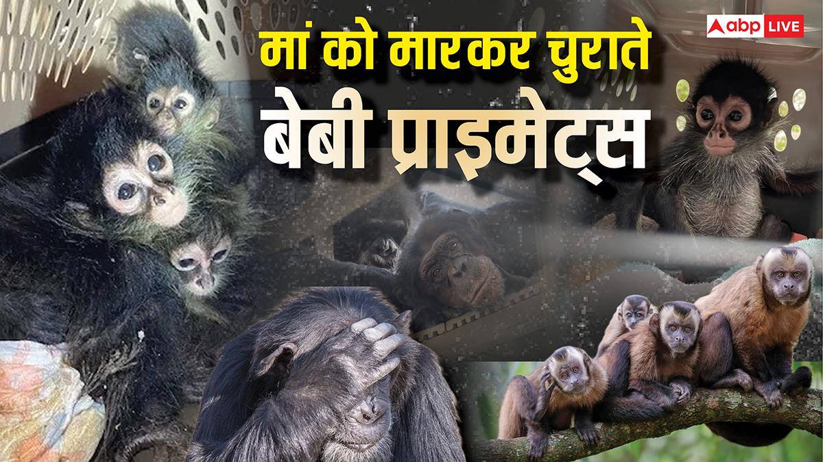 Explained: 'रेस्क्यू' या 'एडॉप्शन' शब्दों की आड़ में तस्करी का बड़ा खेल! सोशल मीडिया पर 6 लाख रुपए तक कैसे बिक रहे बंदर?