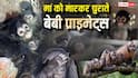 Explained: 'रेस्क्यू' या 'एडॉप्शन' शब्दों की आड़ में तस्करी का बड़ा खेल! सोशल मीडिया पर 6 लाख रुपए तक कैसे बिक रहे बंदर?