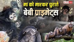 'रेस्क्यू' या 'एडॉप्शन' शब्द की आड़ में तस्करी! सोशल मीडिया पर 6 लाख रुपए तक कैसे बिक रहे बंदर?