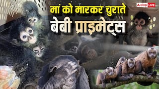 Explained: 'रेस्क्यू' या 'एडॉप्शन' शब्दों की आड़ में तस्करी का बड़ा खेल! सोशल मीडिया पर 6 लाख रुपए तक कैसे बिक रहे बंदर?