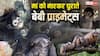 Explained: 'रेस्क्यू' या 'एडॉप्शन' शब्दों की आड़ में तस्करी का बड़ा खेल! सोशल मीडिया पर 6 लाख रुपए तक कैसे बिक रहे बंदर?