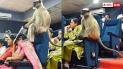 जनगणना की ट्रेनिंग के बीच पहुंचा लंगूर, यूजर्स बोले- स्पेशल विजिट; वीडियो वायरल