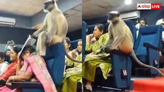 Viral Video: जनगणना की ट्रेनिंग के बीच पहुंचा लंगूर, यूजर्स बोले- स्पेशल विजिट; वीडियो वायरल