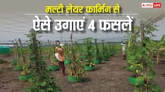 मल्टी लेयर फार्मिंग से किसान कर सकते हैं डबल कमाई, एक ही खेत में उगा सकते हैं 4-4 फसलें
