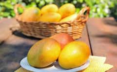 Mango Juice: કેરીનો રસ સ્વાસ્થ્ય માટે ખૂબ જ ફાયદાકારક, જાણો રોજ પીવાથી શું થશે?