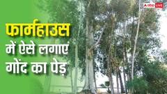 फॉर्म हाउस में कैसे लगाएं गोंद का पेड़, कितने दिन में होने लगेगी कमाई?