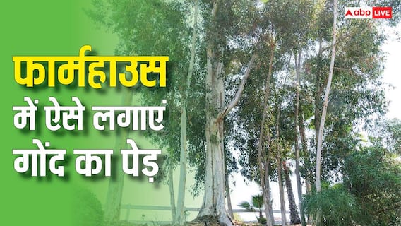 फॉर्म हाउस में कैसे लगाएं गोंद का पेड़, कितने दिन में होने लगेगी कमाई? फॉर्म हाउस में कैसे लगाएं गोंद का पेड़, कितने दिन में होने लगेगी कमाई?