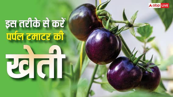 Purple Tomato की खेती क्या है? विदेशी सब्जी की भारत में बढ़ रही डिमांड Purple Tomato की खेती क्या है? विदेशी सब्जी की भारत में बढ़ रही डिमांड