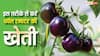 Purple Tomato की खेती क्या है? विदेशी सब्जी की भारत में बढ़ रही डिमांड
