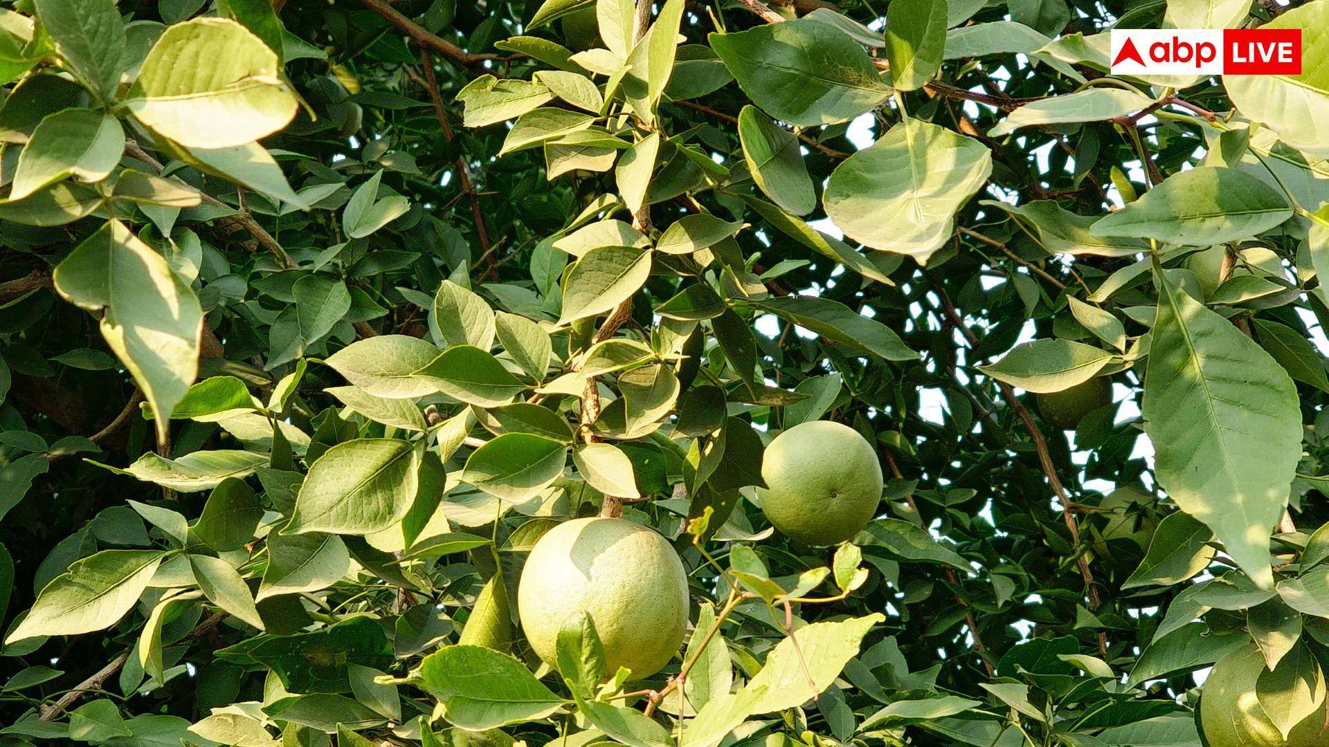 Bel Ka Sharbat: कम चीनी में घर पर ऐसे बनाएं बेल का मीठा शरबत, आसपास भी नहीं फटकेगी गर्मी