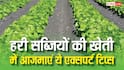 हरी सब्जियां उगाते समय कहीं आप भी तो नहीं कर रहे ये गलतियां? एक्सपर्ट से सीखें स्मार्ट गार्डनिंग