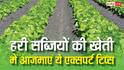 हरी सब्जियां उगाते समय कहीं आप भी तो नहीं कर रहे ये गलतियां? एक्सपर्ट से सीखें स्मार्ट गार्डनिंग