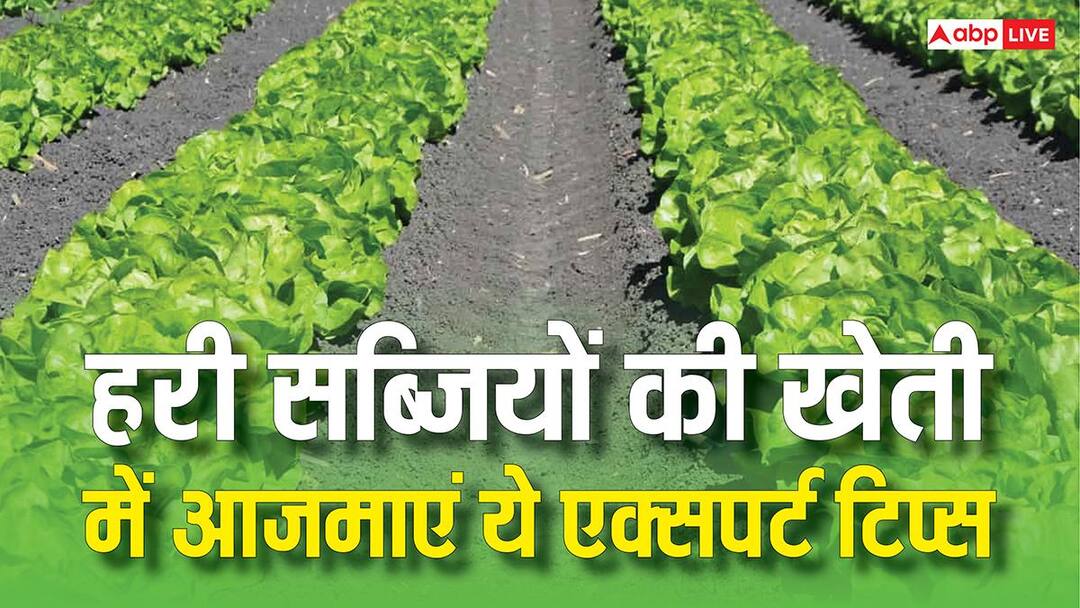 हरी सब्जियां उगाते समय कहीं आप भी तो नहीं कर रहे ये गलतियां? एक्सपर्ट से सीखें स्मार्ट गार्डनिं हरी सब्जियां उगाते समय कहीं आप भी तो नहीं कर रहे ये गलतियां? एक्सपर्ट से सीखें स्मार्ट गार्डनिं