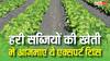 हरी सब्जियां उगाते समय कहीं आप भी तो नहीं कर रहे ये गलतियां? एक्सपर्ट से सीखें स्मार्ट गार्डनिंग