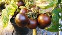 Purple Tomato की खेती क्या है? विदेशी सब्जी की भारत में बढ़ रही डिमांड