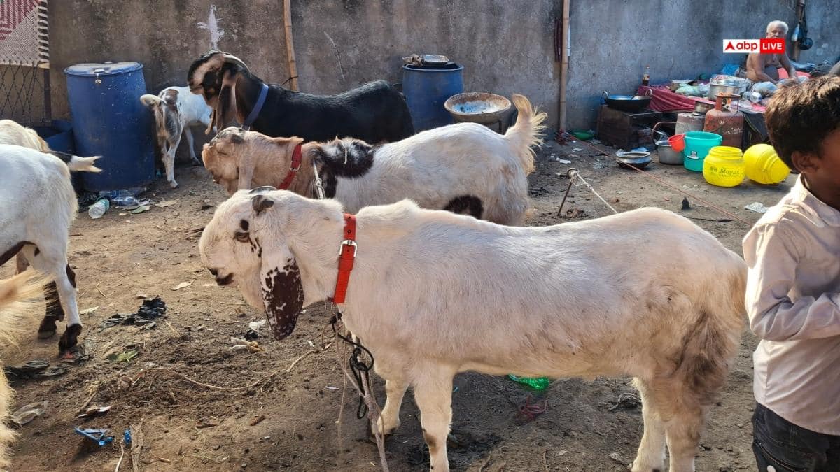 पटना के बकरी बाजार में ‘सलमान खान’ से लेकर ‘अमिताभ बच्चन’ तक, ढाई लाख तक बिक रहे बकरे