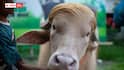 Donald Trump Buffalo Bangladesh: హెయిర్ స్టైల్ మ్యాచ్ అయిందని  బర్రెకు  ట్రంప్ పేరు పెట్టారు - బాగానే ఉంది కానీ బక్రీద్‌కు కోసుకు తినేస్తారట - బంగ్లాదేశ్‌ వాళ్లకు భయం లేదా?