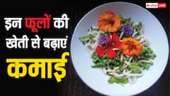 अब खाने की प्लेट में सज रहे फूल, खेती से बढ़ रही कमाई