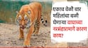 Chandrapur Tiger Attack: चंद्रपूरमध्ये वाघाचा 13 महिलांवर एकाचवेळी हल्ला, चार जणींचा मृत्यू, उष्णता प्रचंड वाढल्याने वाघ आक्रमक?