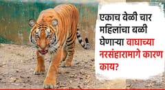 चंद्रपूरमध्ये वाघाचा 13 महिलांवर एकाचवेळी हल्ला, चार जणींचा मृत्यू, उष्णता प्रचंड वाढल्याने वाघ आक्रमक?