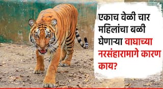 Chandrapur Tiger Attack: चंद्रपूरमध्ये वाघाचा 13 महिलांवर एकाचवेळी हल्ला, चार जणींचा मृत्यू, उष्णता प्रचंड वाढल्याने वाघ आक्रमक?