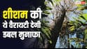 काले शीशम की खेती चमकाएगी किसानों की किस्मत, लकड़ी और तेल की भारी डिमांड से होगी अंधाधुंध कमाई
