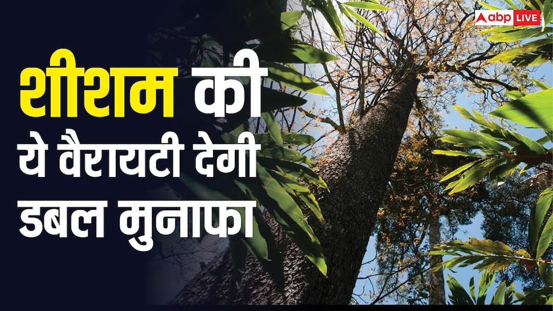 काले शीशम की खेती चमकाएगी किसानों की किस्मत, लकड़ी और तेल की भारी डिमांड से होगी अंधाधुंध कमाई काले शीशम की खेती चमकाएगी किसानों की किस्मत, लकड़ी और तेल की भारी डिमांड से होगी अंधाधुंध कमाई