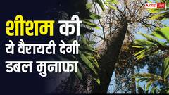 काले शीशम की खेती चमकाएगी किसानों की किस्मत, लकड़ी और तेल की भारी डिमांड से होगी अंधाधुंध कमाई