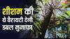 काले शीशम की खेती चमकाएगी किसानों की किस्मत, लकड़ी और तेल की भारी डिमांड से होगी अंधाधुंध कमाई