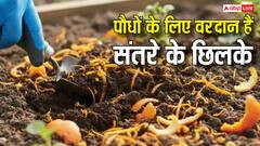 फेंकने के बजाय पौधों में डालें संतरे के छिलके, नेचुरल कीटनाशक बनकर गार्डन को रखेंगे एकदम हरा-भरा