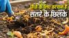 फेंकने के बजाय पौधों में डालें संतरे के छिलके, नेचुरल कीटनाशक बनकर गार्डन को रखेंगे एकदम हरा-भरा