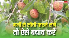तेज धूप और हीटवेव से फटने लगी लीची, इस आसान और स्मार्ट ट्रिक से बचाएं अपनी पूरी फसल