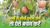 तेज धूप और हीटवेव से फटने लगी लीची, इस आसान और स्मार्ट ट्रिक से बचाएं अपनी पूरी फसल