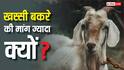Bakrid 2026: बकरीद पर क्यों होती है खस्सी बकरे की डिमांड, नॉर्मल से कितने होते हैं अलग?