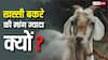 बकरीद पर क्यों होती है खस्सी बकरे की डिमांड, नॉर्मल से कितने होते हैं अलग?