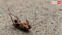 Cockroach Control Tips: घर में कॉकरोच का उपद्रव? इस एक चीज से हमेशा के लिए भाग जाएंगे दूर 