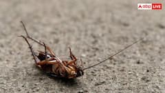 Cockroach Control Tips: घर में कॉकरोच का उपद्रव? इस एक चीज से हमेशा के लिए भाग जाएंगे दूर 