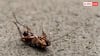 Cockroach Control Tips: घर में कॉकरोच का उपद्रव? इस एक चीज से हमेशा के लिए भाग जाएंगे दूर 