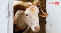 Bakrid 2026 : बकरीद का नाम आखिर बकरीद क्यों रखा गया, क्या है इसके पीछे की असली वजह?